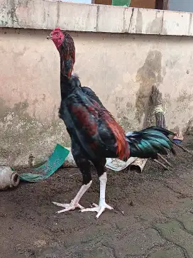 Ayam Bangkok Muda