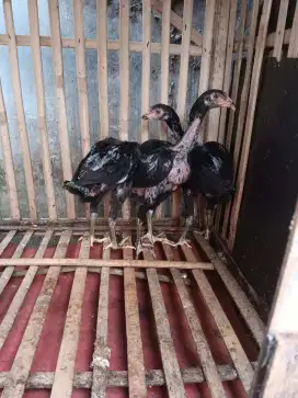 3 ekor ayam bangkok edisi betina