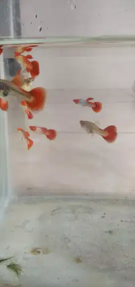 Ikan guppy koi dewasa pasangan
