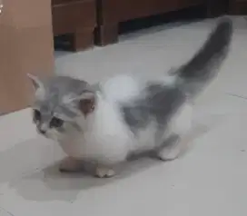 Kucing kitten jantan munchkin cebol lucu imut imut