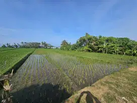 dijual tanah los pantai lokasi pasut tibu biyu