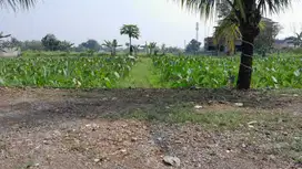 Jangan Lewatkan Kesempatan Tanah Kavling sisa 1 Unit Hanya 2 Jt an