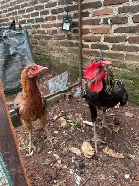 Sepasang ayam pelung
