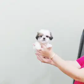 Super mini shihtzu male shihtsu shitsu shitzu sitzu sitsu shihtzhu