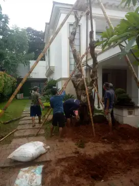 tanaman kamboja fosil