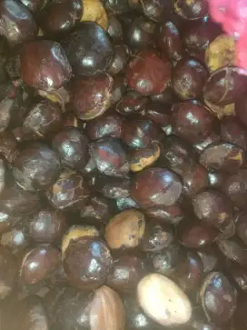 jengkol hasil panen