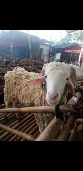 Jual domba / kambing bandung