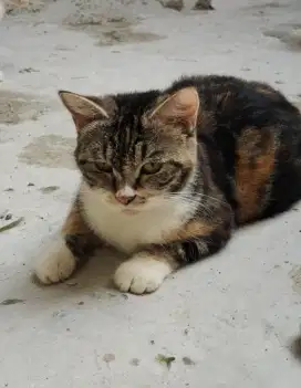 Kucing bsh betina mix calico