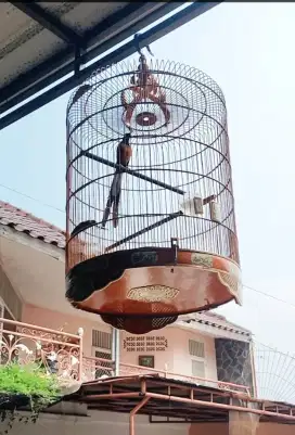 Murai Bahorok pastol ekor 23