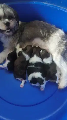 Jual puppies sitzu mix maltese