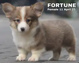 Jual corgi lucu