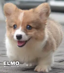 Corgi puppy  di jual