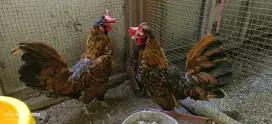 AYAM HIAS POLAND & AYAM BATIK ITALY INDUK