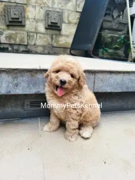 Anjing poodle tiny TERMURAH !!