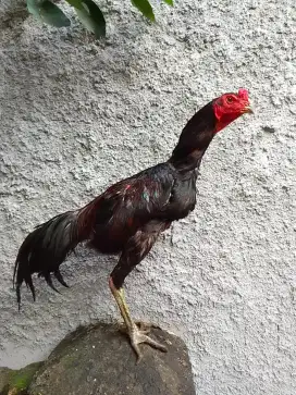 AYAM BANGKOK UK4