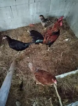 Ayam kampung kub