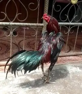 AYAM BANGKOK UK4