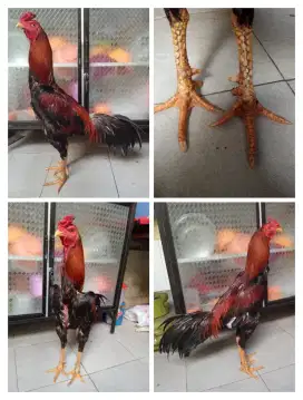 Ayam bangkok ukuran 6 full
