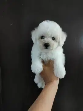 Bichon jantan dan betina cantik