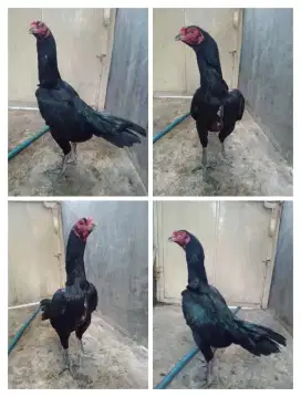 Ayam betina Bangkok ORI jumbo