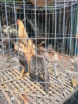 Ayam Bangkok widu nanas
