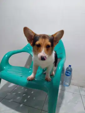 Corgi jntn ( jakut)