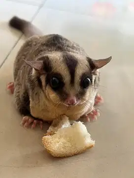 Sugar glider obes jual santai