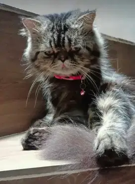PEAKNOSE JANTAN MARBLE NEGO