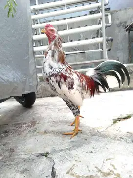 Ayam blorok madu geni jali usia 6bln