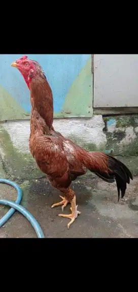 Ayam Bulbi / jago bulu btina