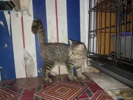 Lepas adopsi kucing persia scottish fold straight