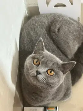 Kucing british shorthair bsh british short hair