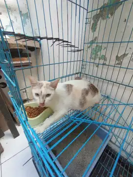 Lepas Adopsi Kucing Bukan Ras Usia 1 Tahun