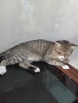 Lepas Adopsi Kucing Bukan Ras Usia 1 Tahun