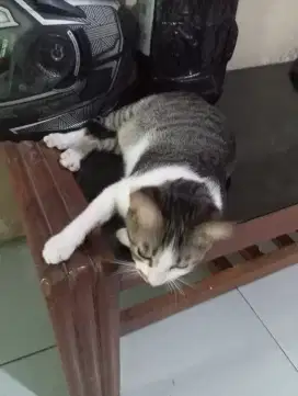 Lepas Adopsi Kucing Bukan Ras Usia 1 Tahun