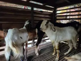 Jual cepat, kambing 5 ekor, nego