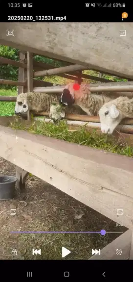 kambing babon 3 ekor