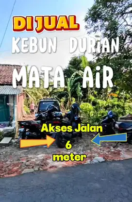 KEBUN MATA AIR & DURIAN PESUCEN BANYUWANGI