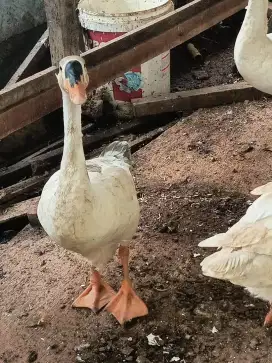 soang angsa udah nelor BETINA MUDA