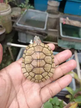 kura Hybino 6cm prediksi jantan