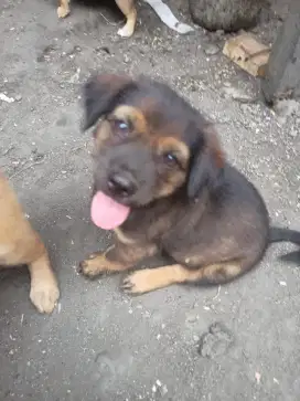 Anjing betina umur 2 bulan cantik