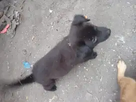 Anjing betina umur 2 bulan cantik