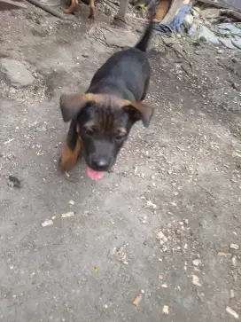 Anjing betina umur 2 bulan cantik