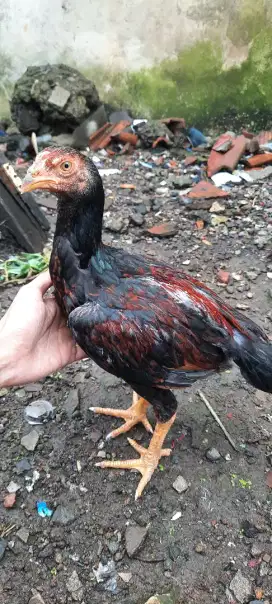 Ayam bangkok clasik