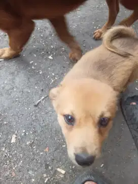 Anjing betina umur 2 bulan cantik