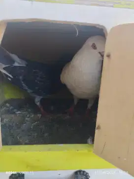 Burung dara lakian warna putih