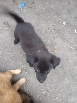 Anjing betina umur 2 bulan cantik
