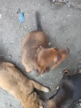 Anak anjing betina umur 2 bulan cantik