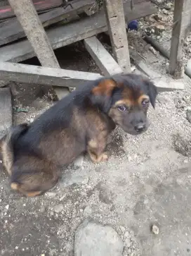 Anak anjing betina umur 2 bulan cantik