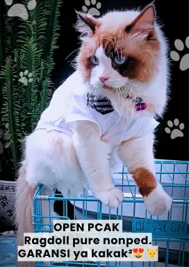 Jasa pacek ragdoll pure GARANSI